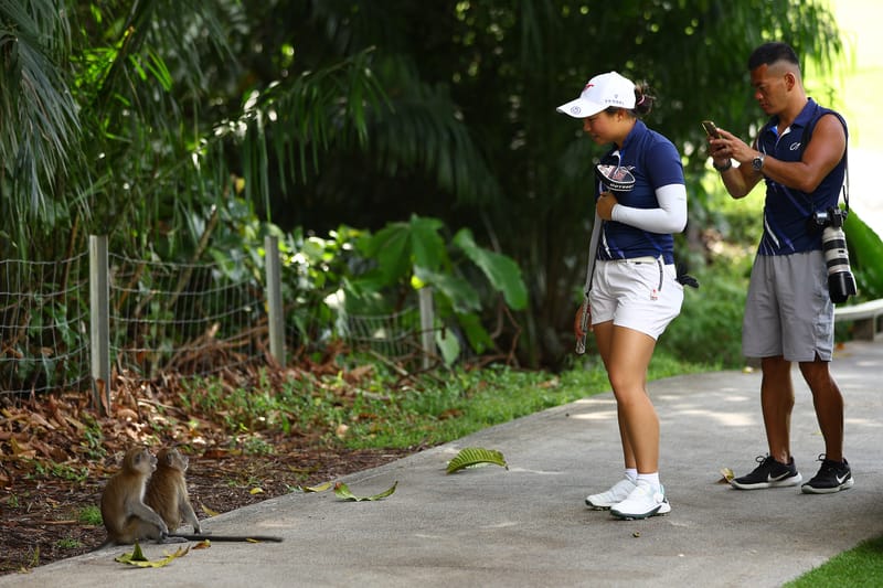 Players Anxious to Avoid Any Monkey Business at SICC post image